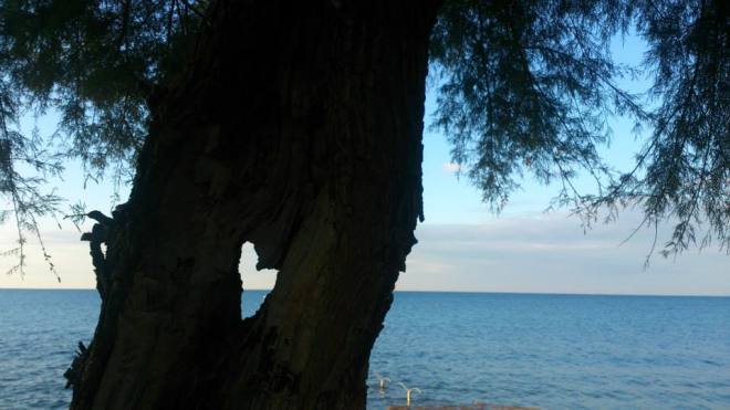 1382808_10151950763623055_733815397_n