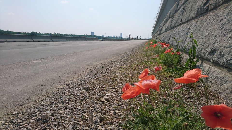 34984482_10156462379058055_5188367222812180480_n