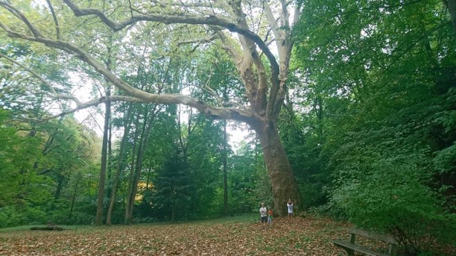 41736287_10156705230433055_4859992332805603328_n