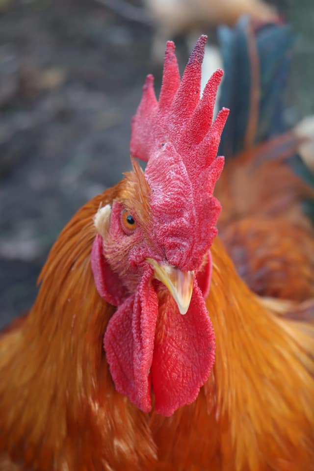 photo © Roko Andreašić